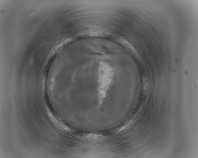 X0000087630542200705241217