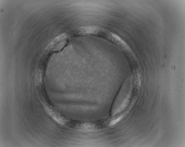 X0000087630546200705241217