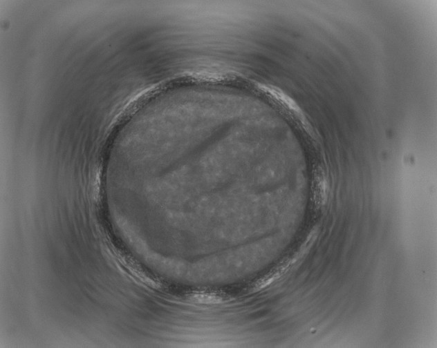 X0000087630596200705241217