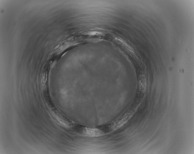 X0000087630605200705241217