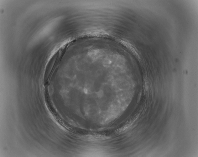 X0000087630630200705241216