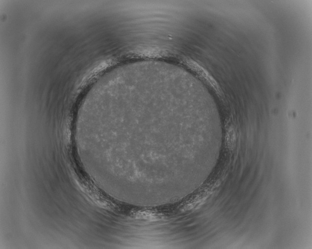 X0000087630635200705241216