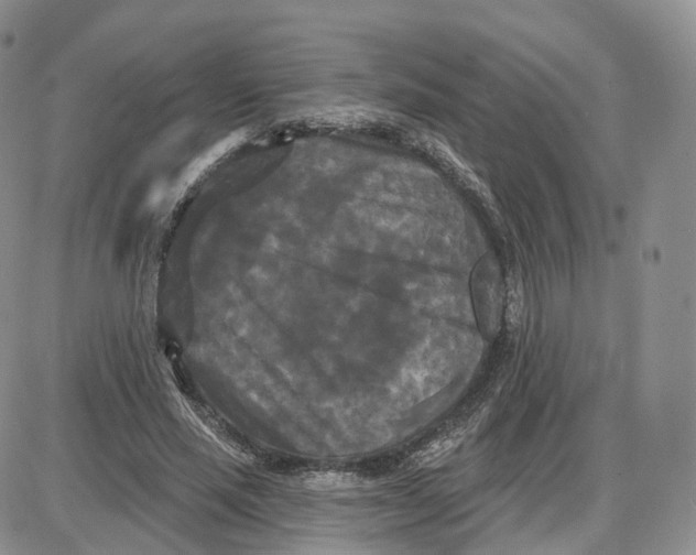 X0000087630637200705241216