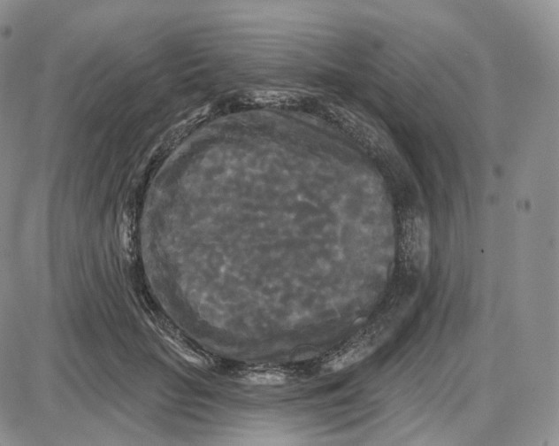 X0000087630653200705241216