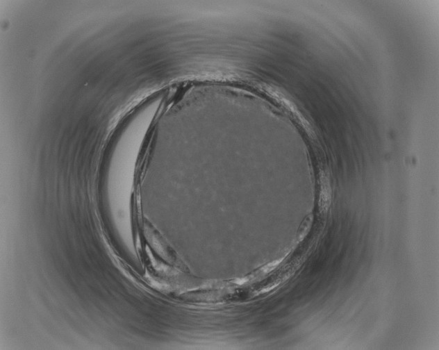 X0000087630677200705241215