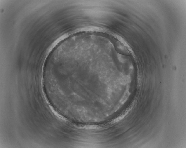 X0000087630845200705241213