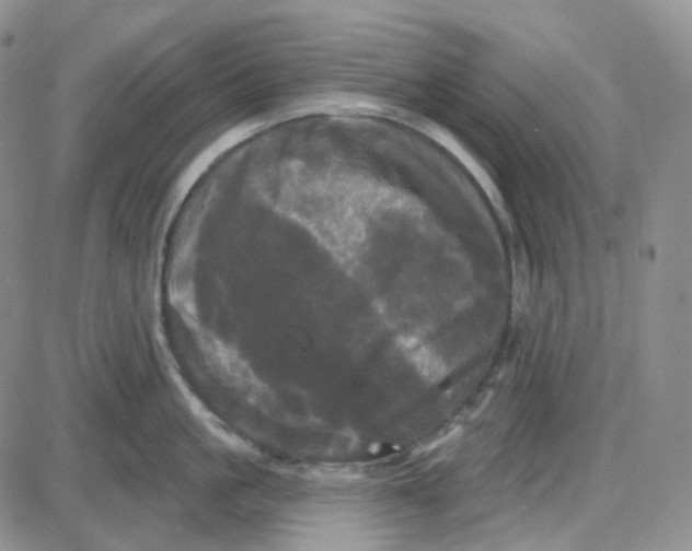 X0000087630861200705241213