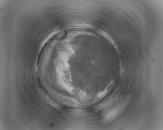 X0000087630883200705241212