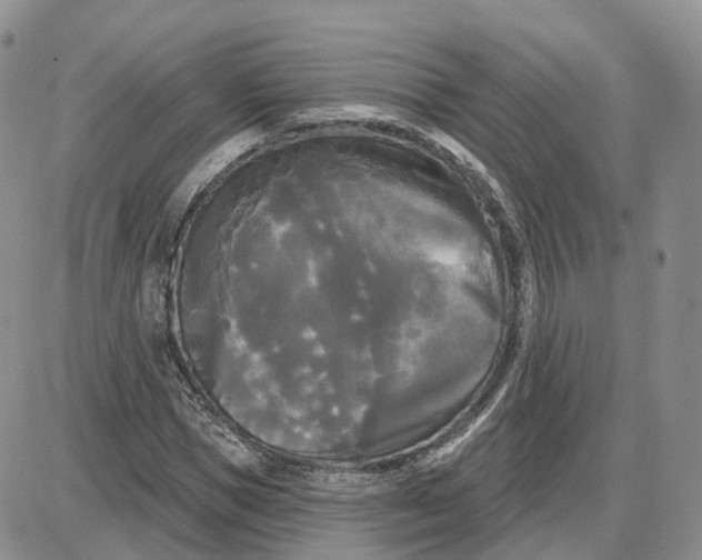 X0000087630921200705241211