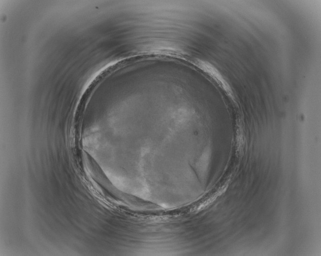 X0000087630924200705241211