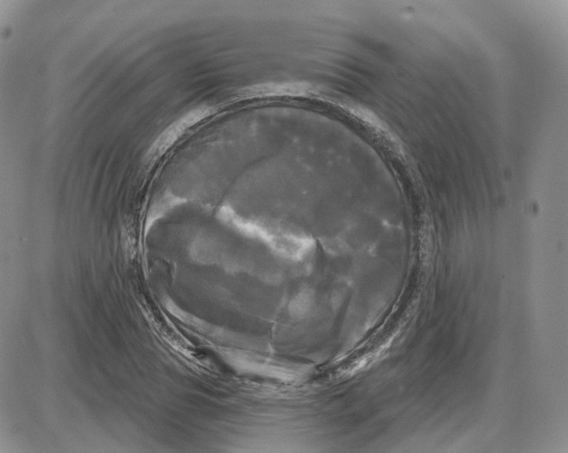 X0000087630929200705241211