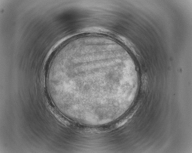 X0000087630931200705241211