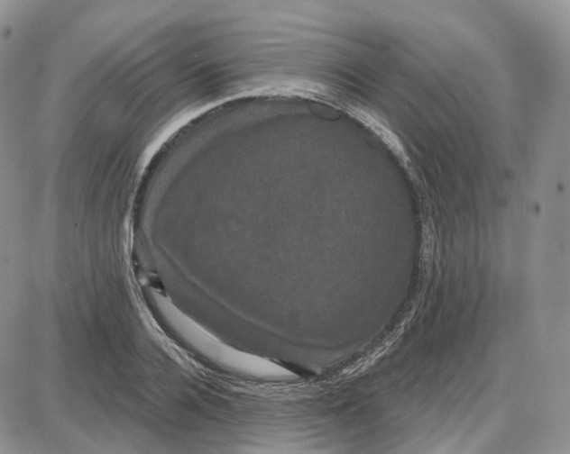 X0000087630936200705241211