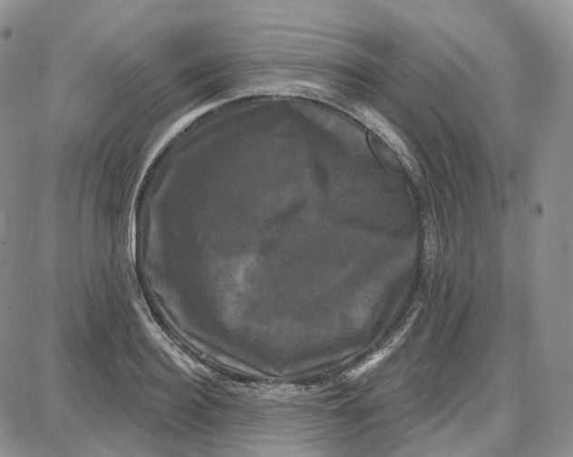 X0000087630940200705241211