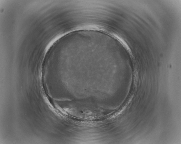 X0000087630944200705241211