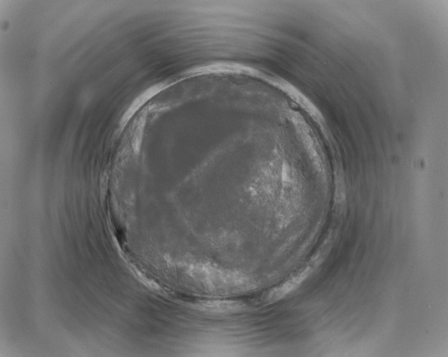 X0000087630953200705241211