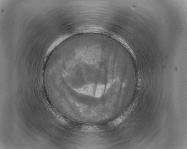 X0000087630978200705241210