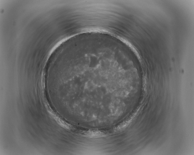 X0000087630983200705241210