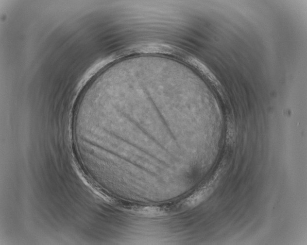 X0000087630986200705241210