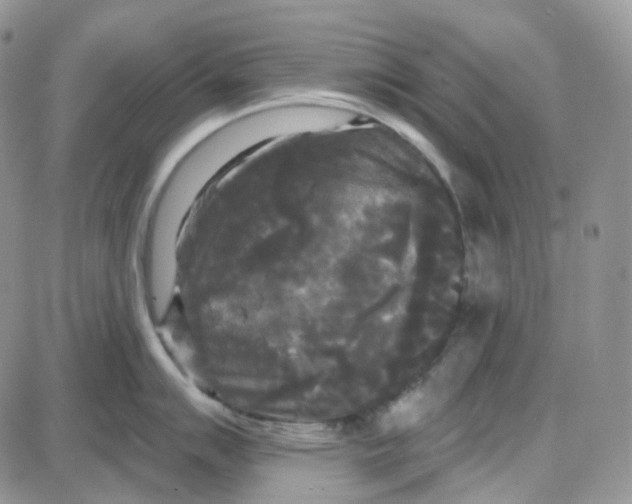 X0000087631007200705241210