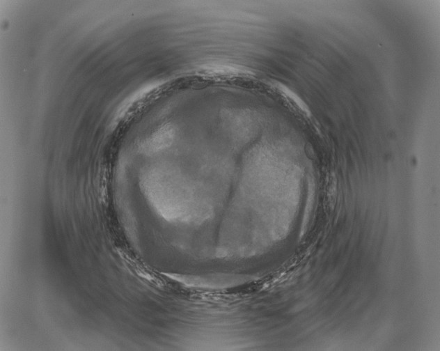 X0000087631016200705241209