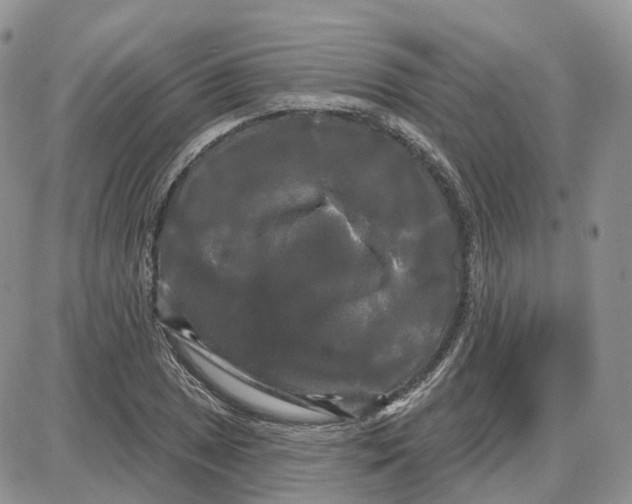 X0000087631025200705241209