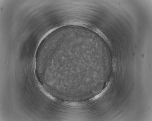 X0000087631028200705241210