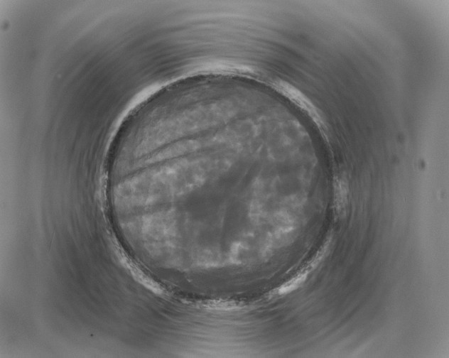 X0000087631029200705241210