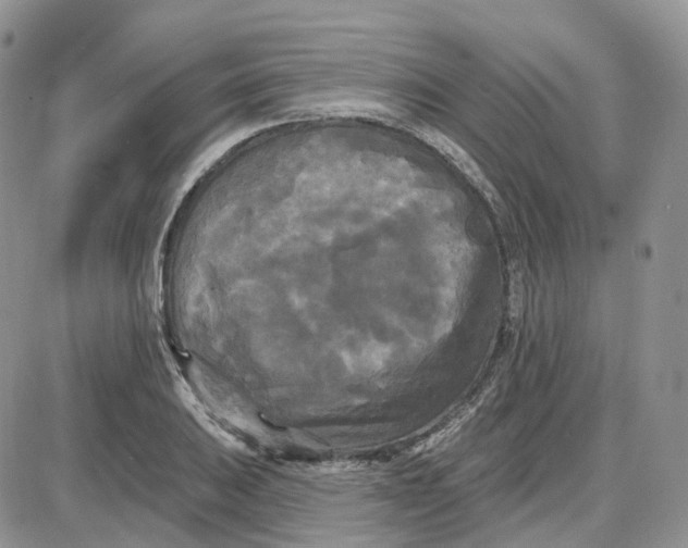 X0000087631031200705241210