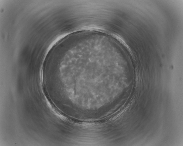 X0000087631032200705241210