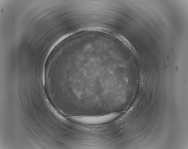 X0000087631036200705241210