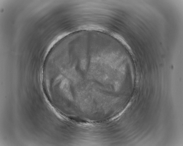 X0000087631040200705241210