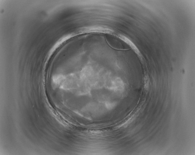 X0000087631043200705241210