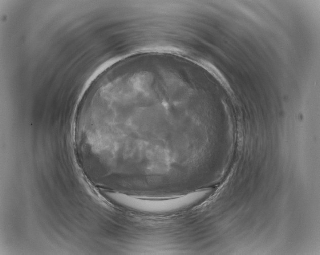 X0000087631044200705241210