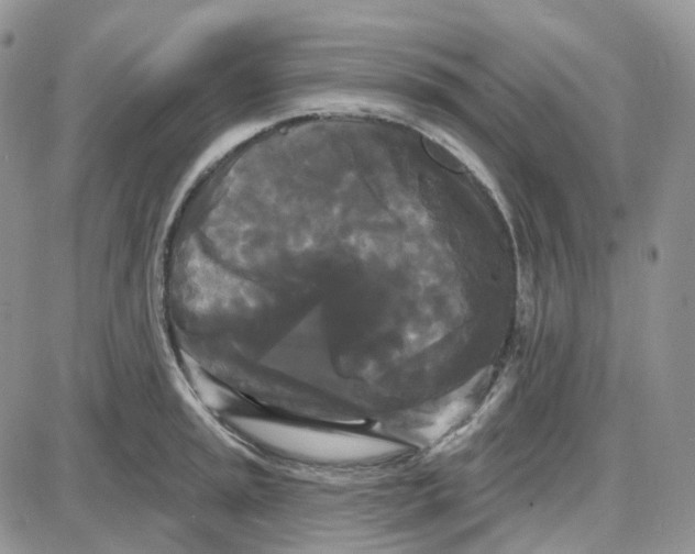 X0000087631045200705241210