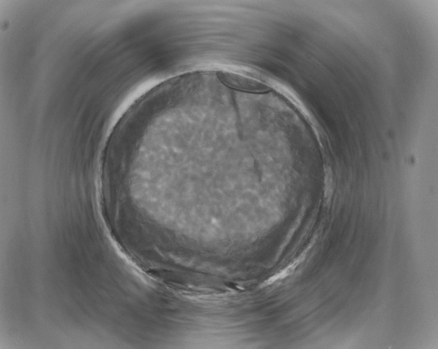 X0000087631048200705241210