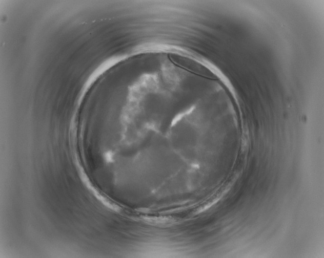 X0000087631053200705241210