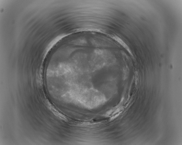 X0000087631068200705241209