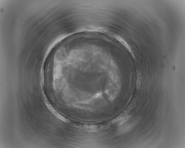 X0000087631080200705241209