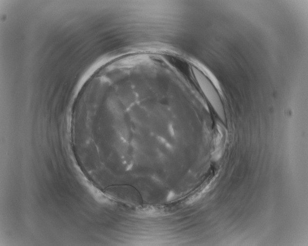 X0000087631099200705241209