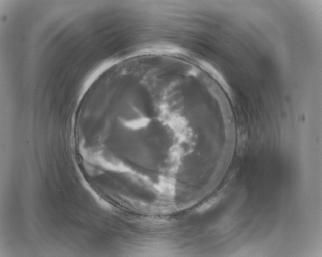 X0000087631103200705241208