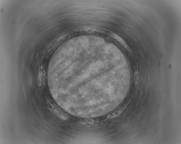 X0000087631111200705241208