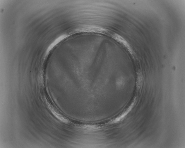 X0000087631114200705241208