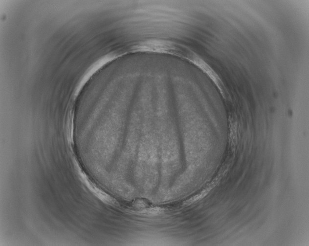 X0000087631131200705241208