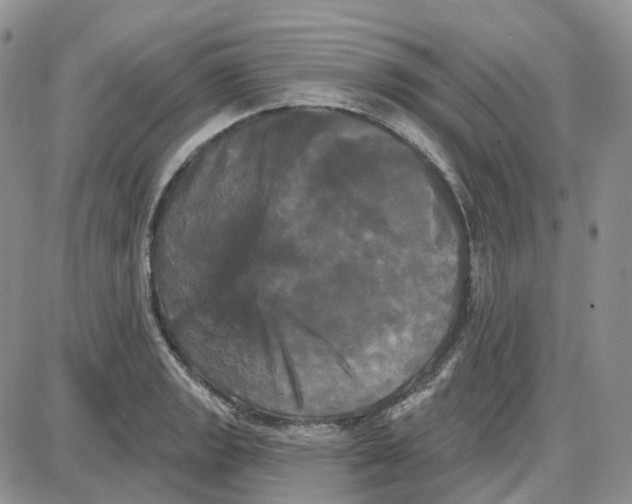 X0000087631133200705241208