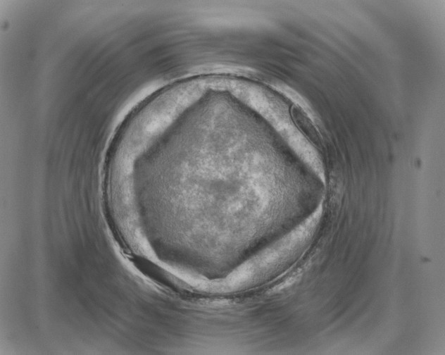 X0000087631135200705241208