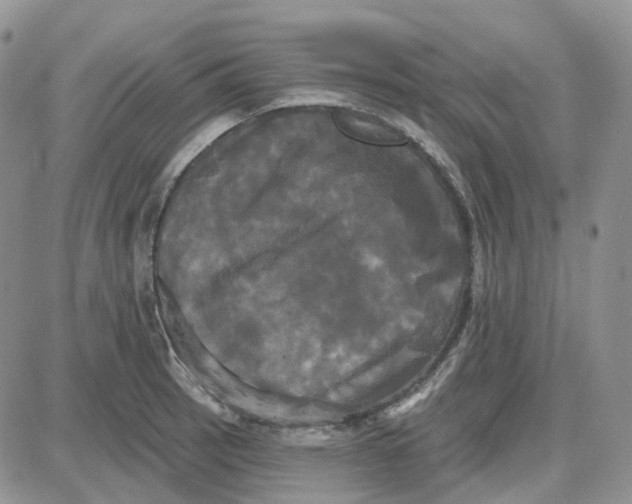 X0000087631137200705241208