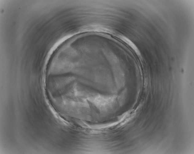 X0000087631144200705241208