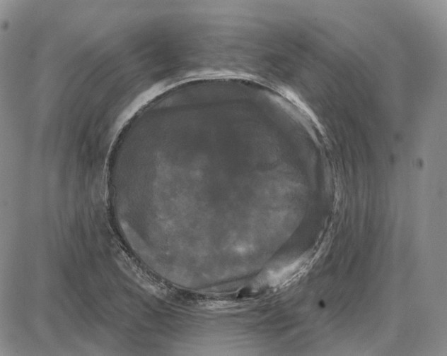 X0000087631173200705241207