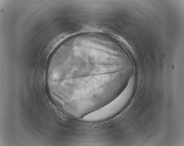 X0000087631220200705241206